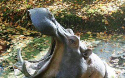 動(dòng)物園里擺放的張著大嘴的玻璃鋼仿真創(chuàng)意河馬雕塑