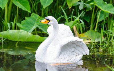 庭院水中嬉戲的玻璃鋼樹脂仿真天鵝雕塑